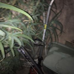 One Lawn Mower And 2 WeedWackers