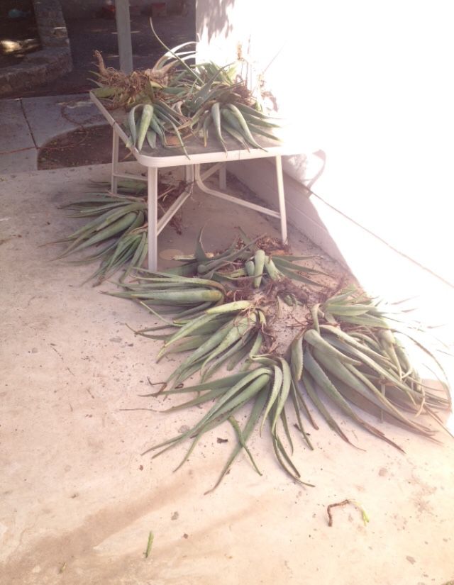 Aloe - uprooted yesterday - make me an offer