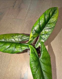 Alocasia scalprum mint corm