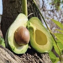 Grafted Dwarf Fuerte Avocado Trees😃🌿🌿🌿🥑🥑🥑🥑