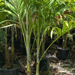 Christmas Palms 6 To 7 Feet Tall Podocarpus 8 Feet Tall Instant Privacy Hedge For Fence 