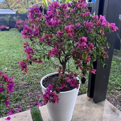 Bougainvillea Dual Tone
