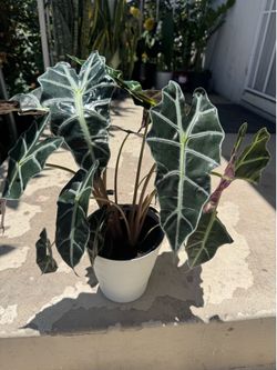 Alocasia bambino 2 plants in the pot