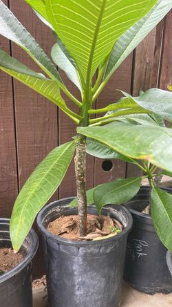 5 gallon potted plumeria pink 40”