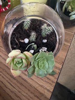 Succulents for sale