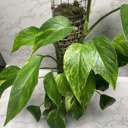 Neon Queen Pothos With Moss Pole
