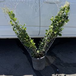 Heart Topiary With Plants 