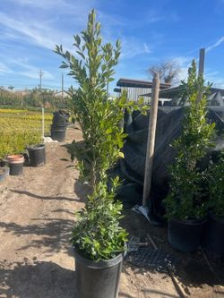 Ficus Trees Indian Laurel