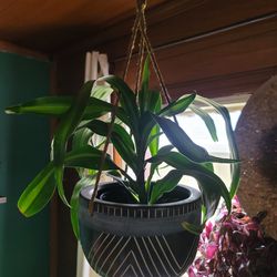 Air Purification Plant In Hanging Pot