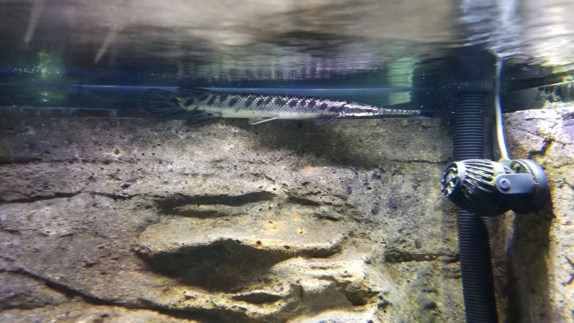 Tank fish Florida gar