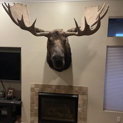 ALSKAN MOOSE and AFRICAN CAPE BUFFALO shoulder mount