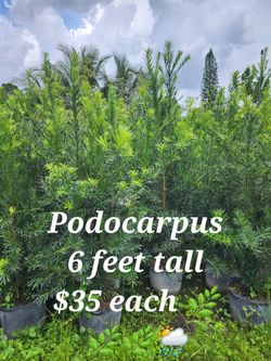 Podocarpus 6 Foot Tall 