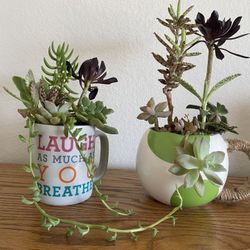 Beautiful Succulents Arrangements (new)