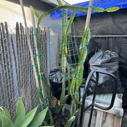 Dragon Fruit Tree