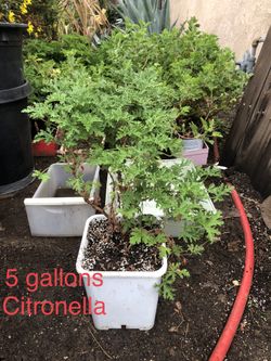 * Citronella plants, 5 gallon * many other plants available * drought tolerant, succulents, Hedges , etc.