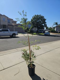 7 ft moringa oleifera tree