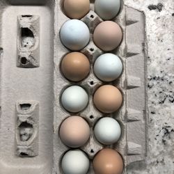 Fresh Organic Chicken Eggs