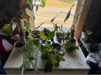 Houseplants- SEE DESCRIPTION FOR PRICES