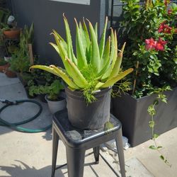 10" Tall Alovera Plant