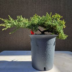 Old Juniper Nana Bonsai Tree