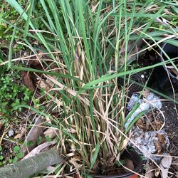 Lemon Grass