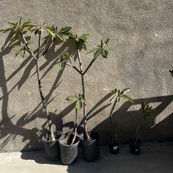 Plumeria Trees