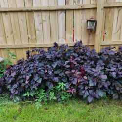 Perennials Chinese Basil, Beef Steak Coleus, Shiso Beautiful Colors And Edible($1 Per Plant) In Pots Of 10 And 15