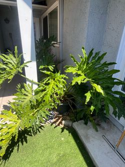 Potted plants for sale.