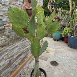 Beautiful Rare Cactus Plant 