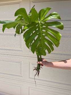 Monstera Deliciosa plant CUTTING- actively rooting
