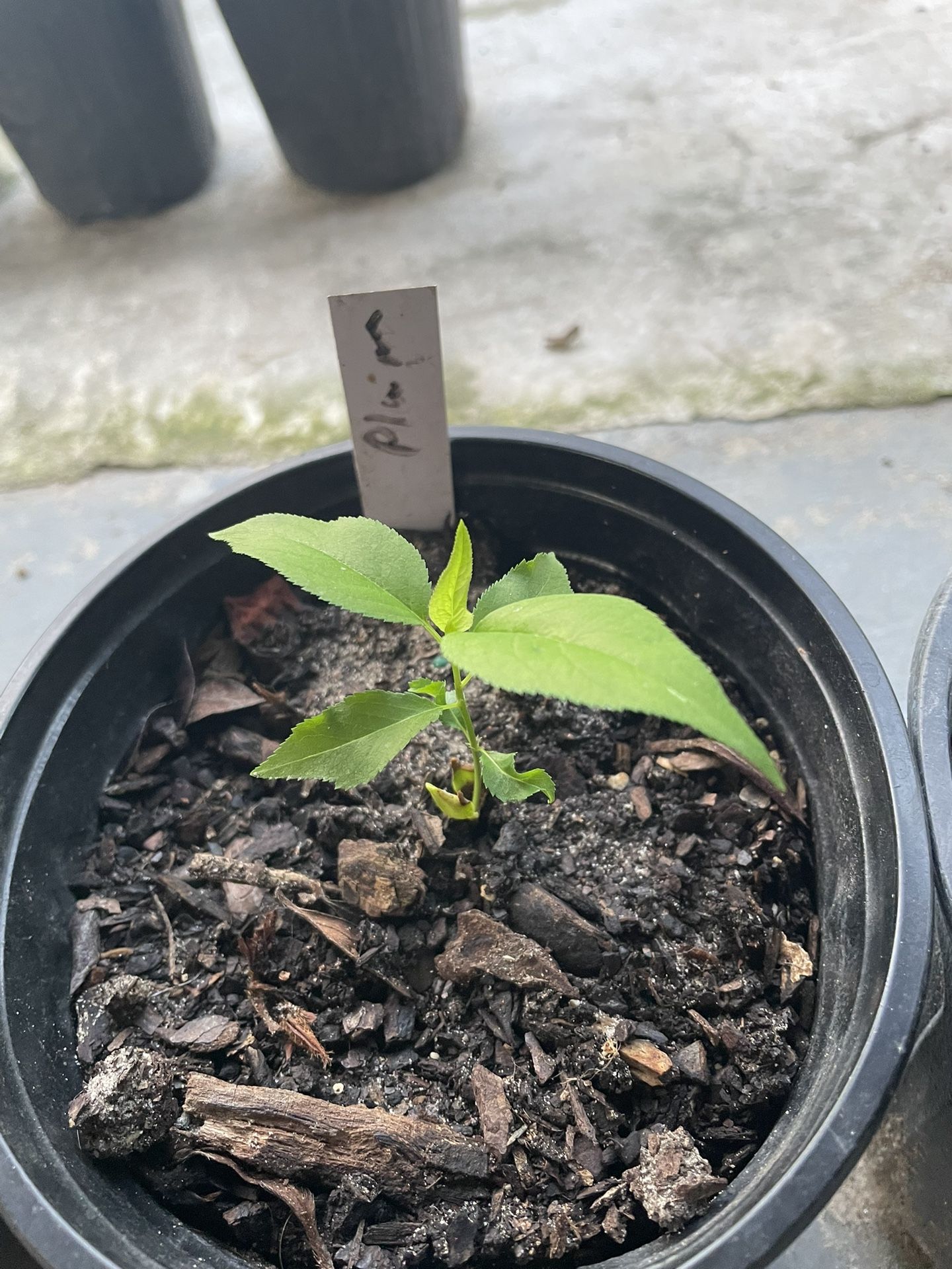 Young Plums