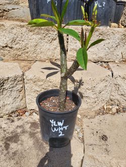 Plumeria Plant One Gallon