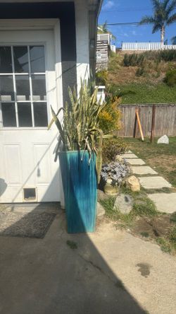 Large Blue Planter w/ Snake Plant