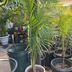 Majestic Palm $65 Each