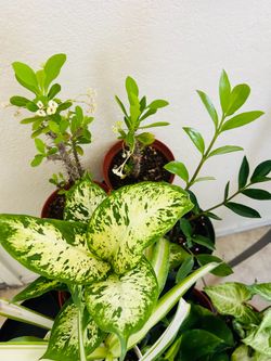 Plants for sale 10 each