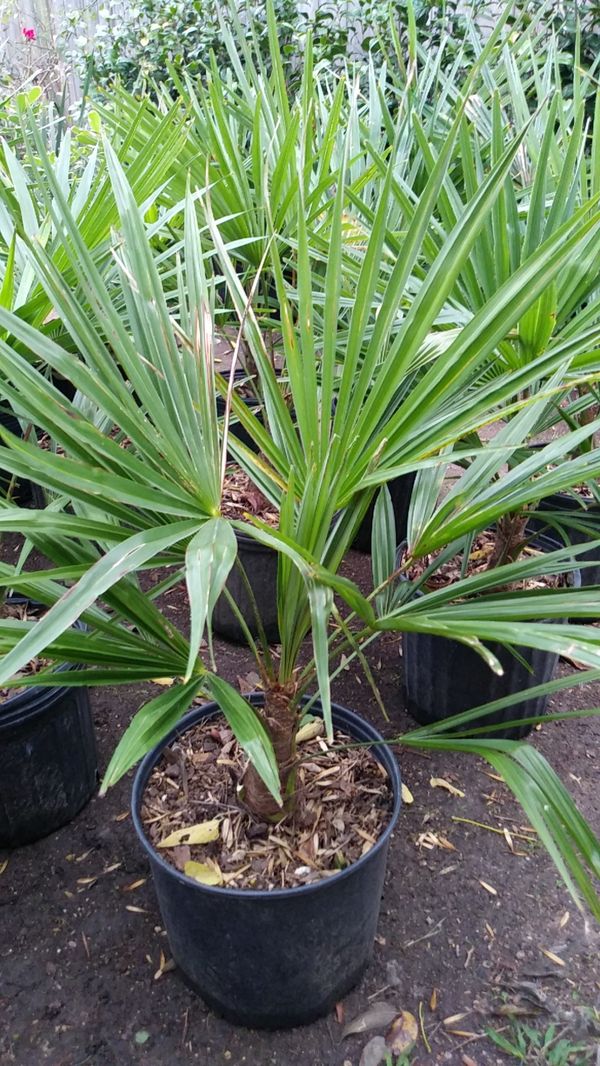 Windmill palm for Sale in Houston, TX OfferUp