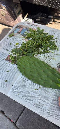 Nopales