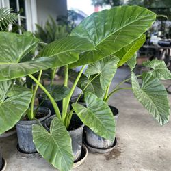 ELEPHANT EAR PLANTS🌱🌱
