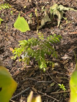 Curry leaves plant