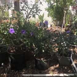 Mexican Petunia Flowers