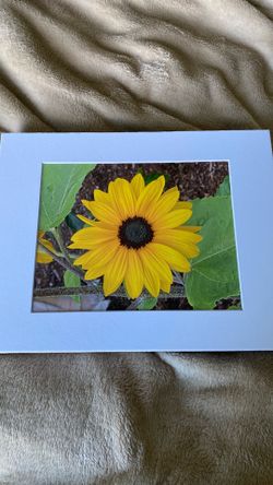 Sunflower Photo