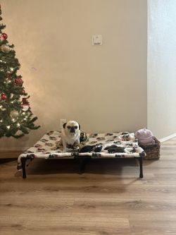 XL Never Used Dog Bed 