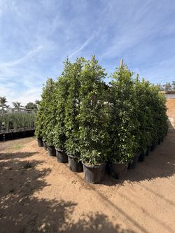 Indian Laurel Ficus 25 Gal 9 Feet Tall