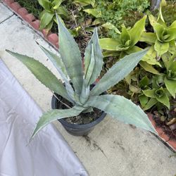 Agave Plants 