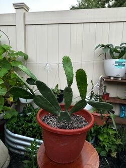 Plantas de nopales comestibles