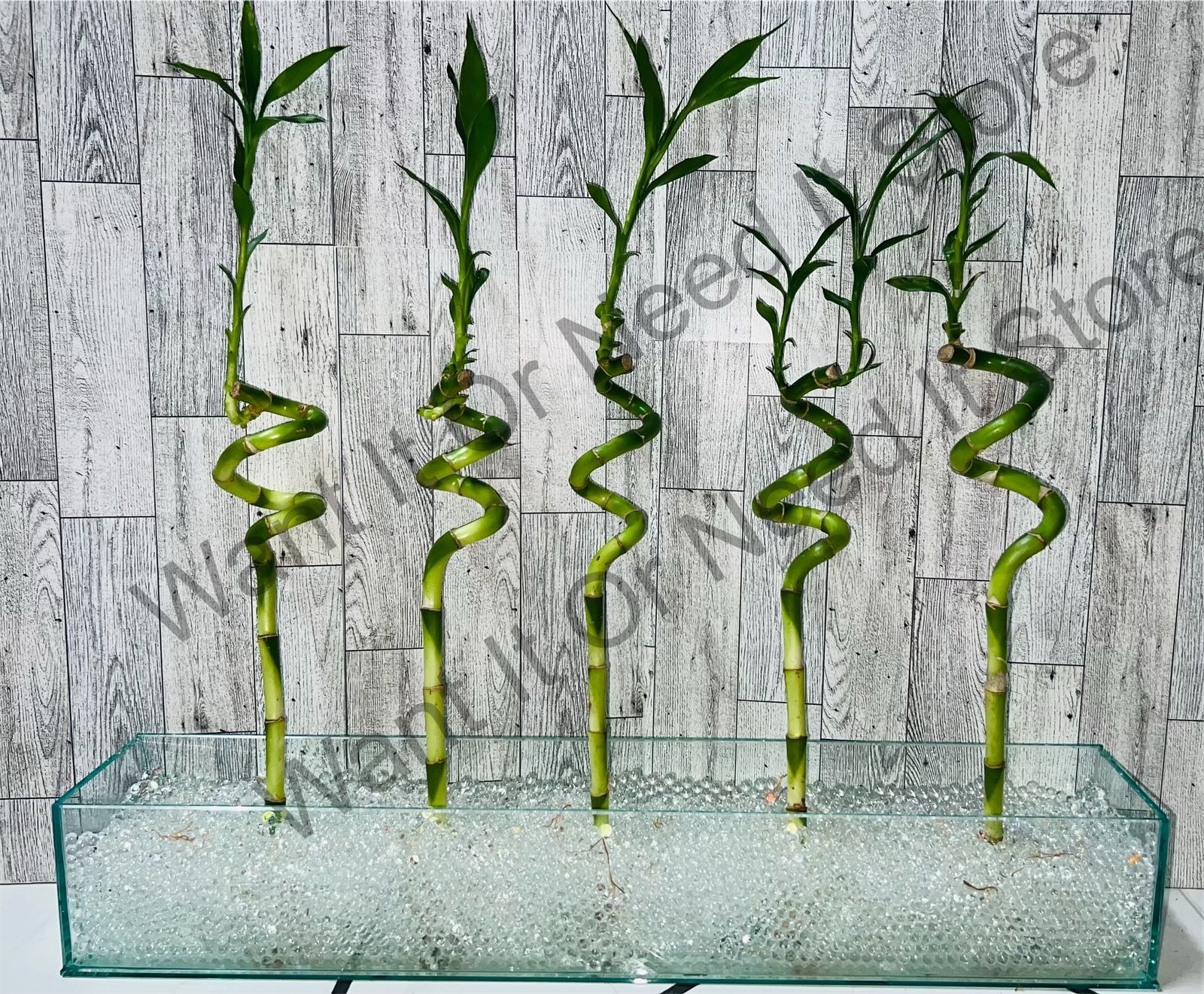 14" Spiral Luck Bamboo Plants For Office, Fish Tank, Aquarium ($2 Each)