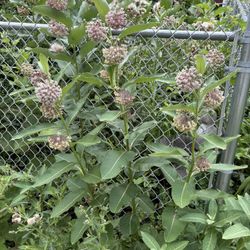 MILKWEED PLANTS  SEVERAL AVAILABLE