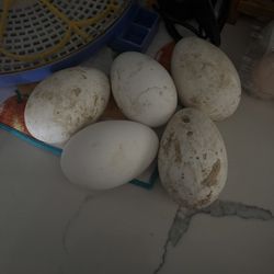 Fertile Sebapostal Goose Eggs