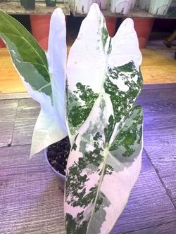 Alocasia Frydek Albo (high variegation )