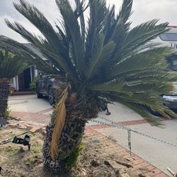 Large Mature Sago Palm Trees – Uprooted – Ready for Pickup 